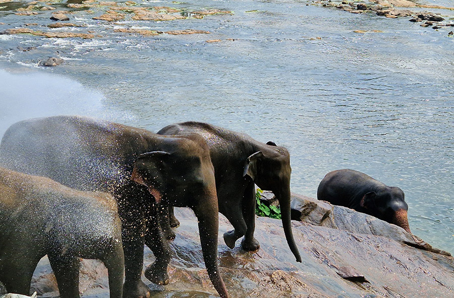 Sri Lanka Enthüllung: Eine 18-tägige Entdeckungstour